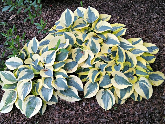 Mature autumn frost hosta