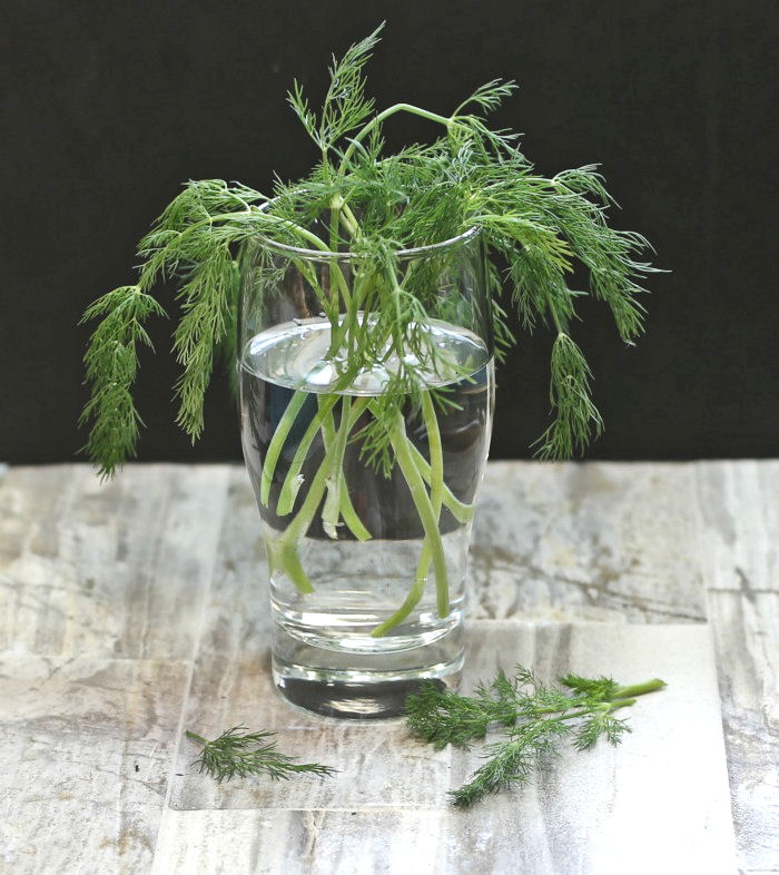 Fresh dill will grow from cuttings