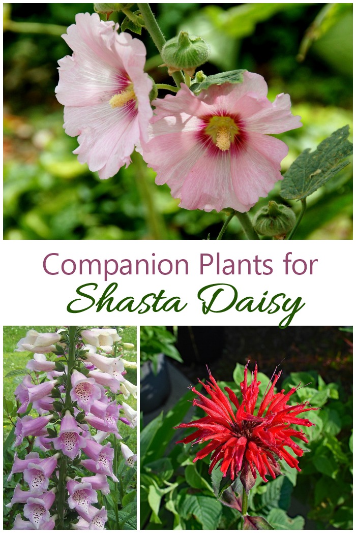 Companion plants for Shasta daisies