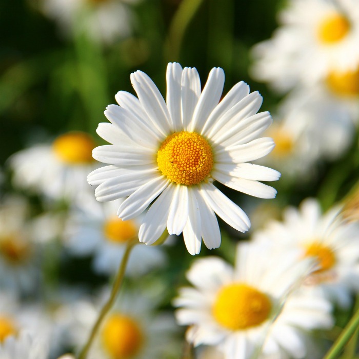 14 tips to Make Caring for Shasta Daisies a Breeze