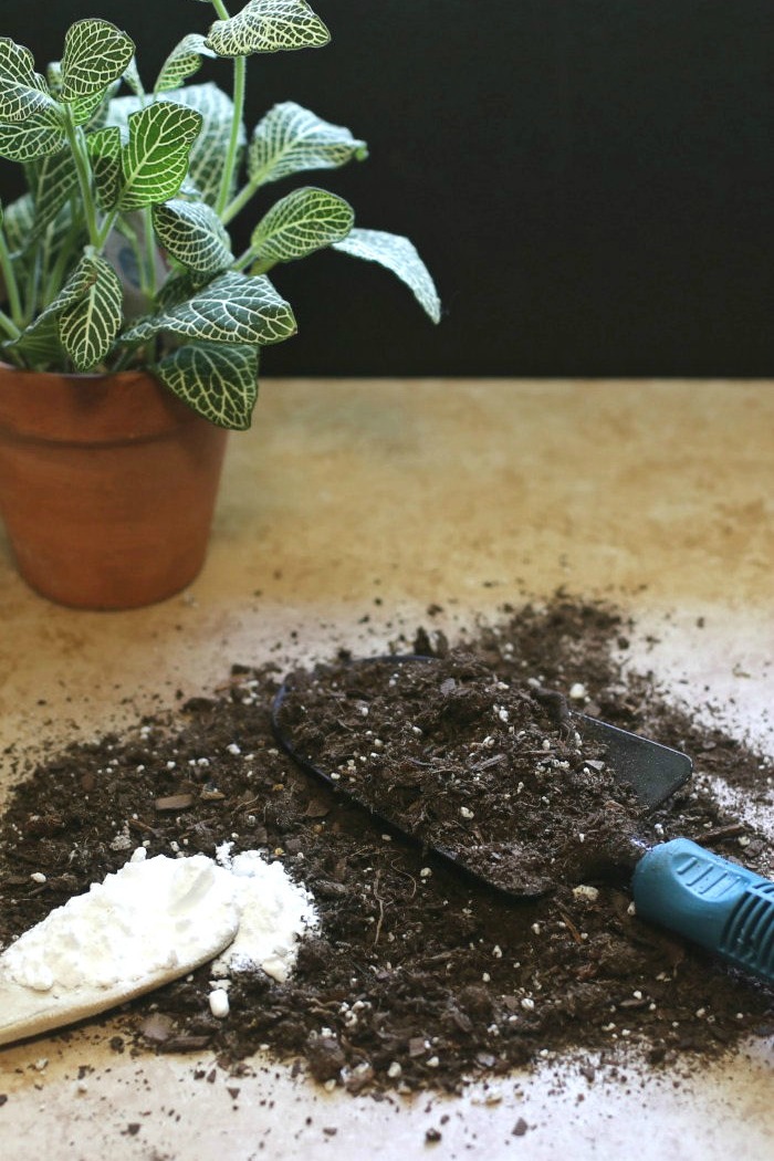 Plant with dirt, hand trowel and baking soda on a spoon.