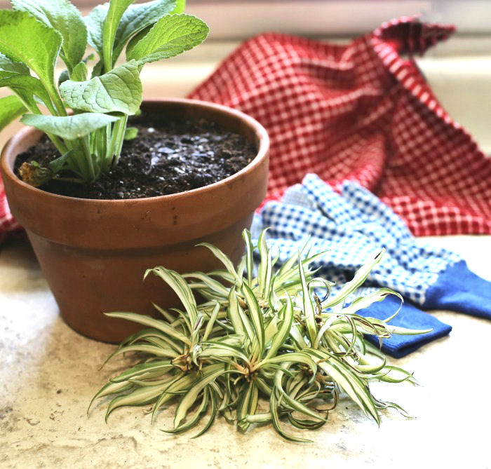 Spider plant babies and foxglove plant
