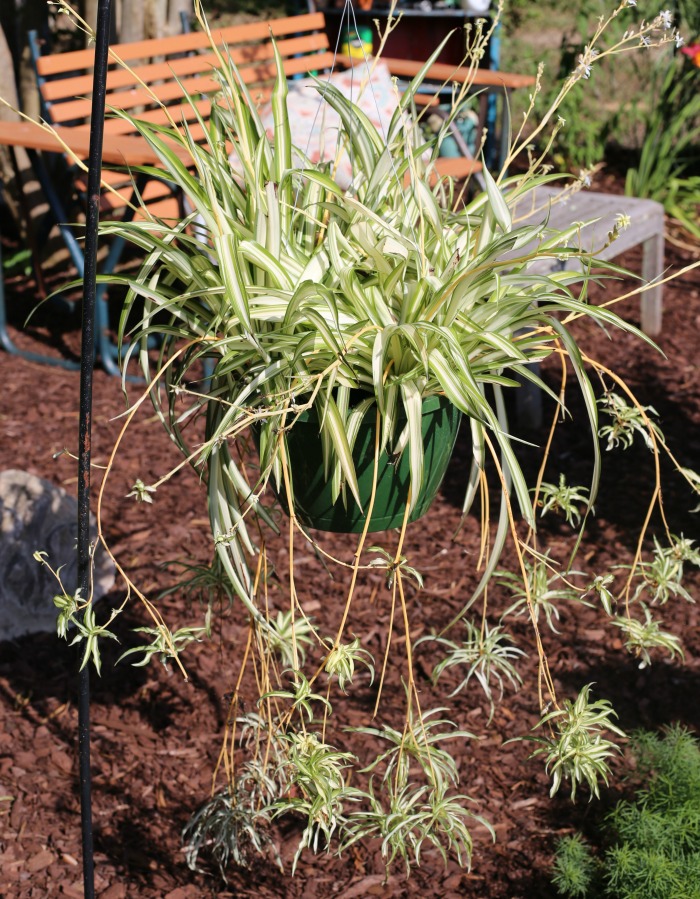 Spider plant with babies