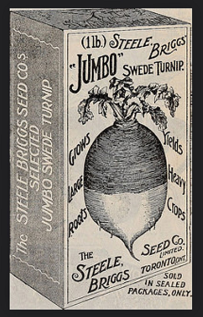 Swede Turnip photo from 1902