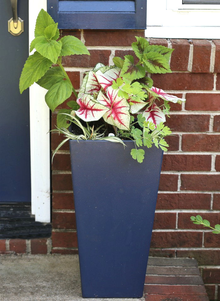 Tall blue planter with coleus, caladium, columbine and spider plants