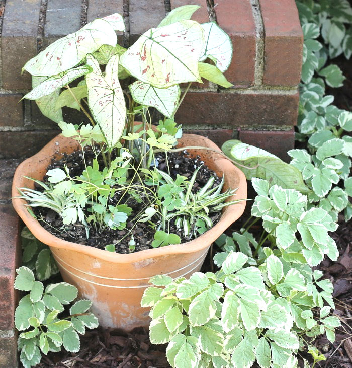 Terracotta planter