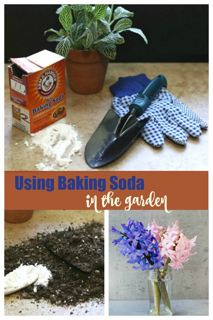 Collage with garden tools, flowers, soil, and baking soda and words reading using baking soda in your garden