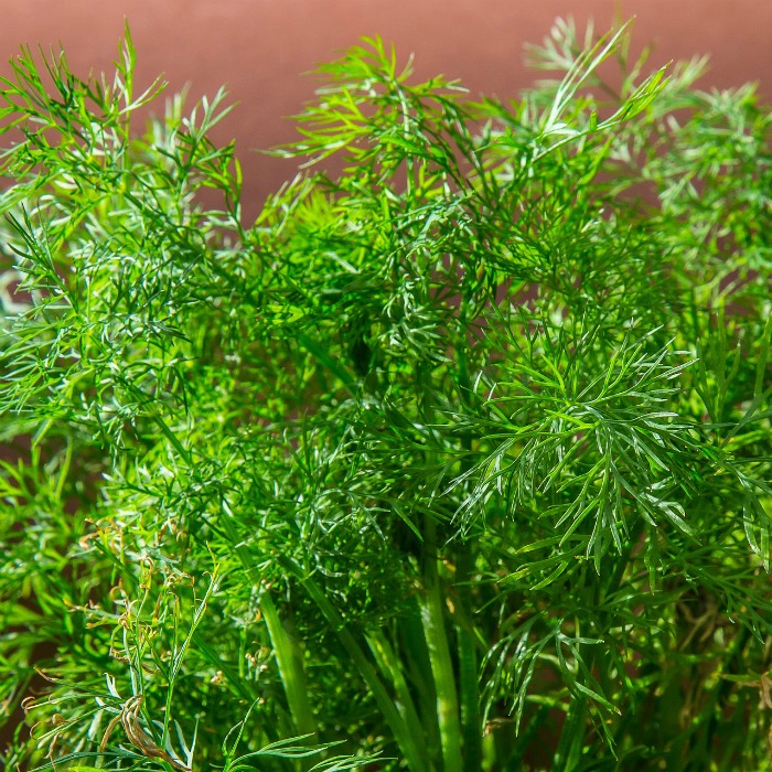 Growing Dill – Planting, Storing and Harvesting Dill Weed