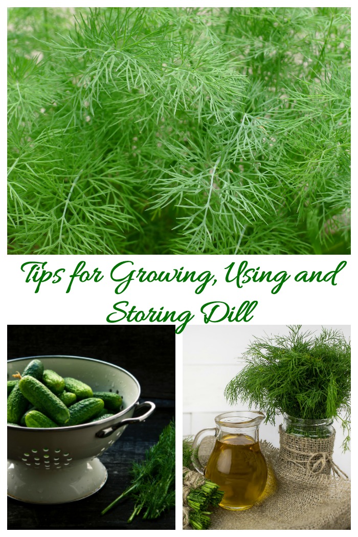 Growing dill is easy to do. It likes lots of sunlight but is otherwise a forgiving plant. The herb is used in many types of recipes and has many heath benefits