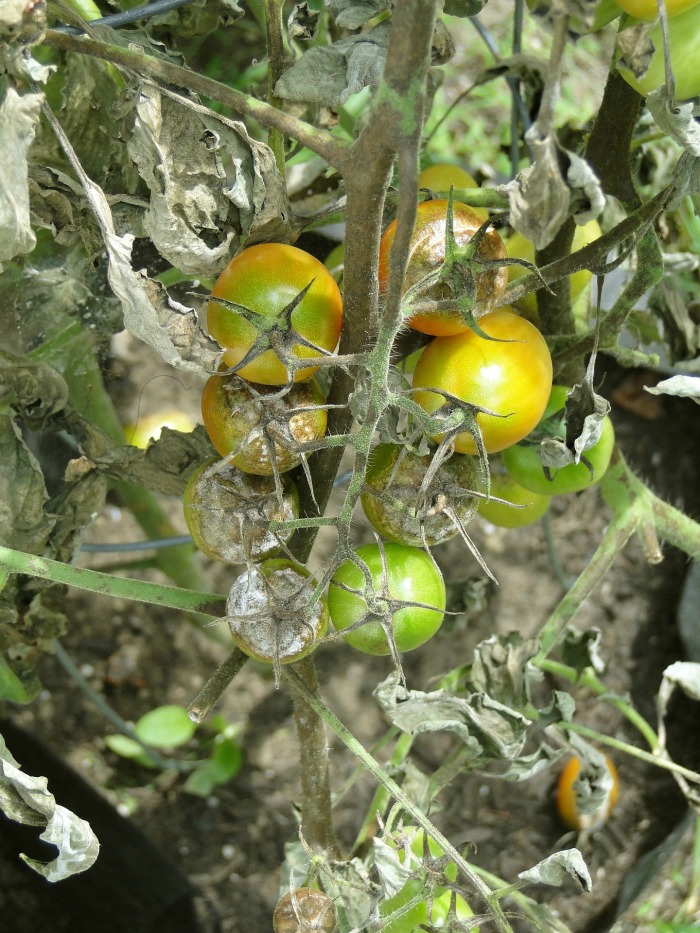 Tomato plant with a fungal disease