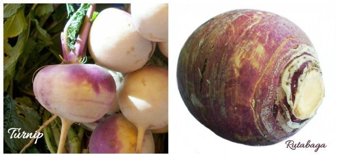 Turnip vs rutagagas