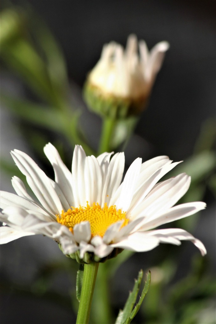 Shasta daisy flowers