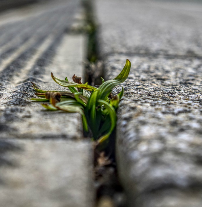 weeds between cement paths