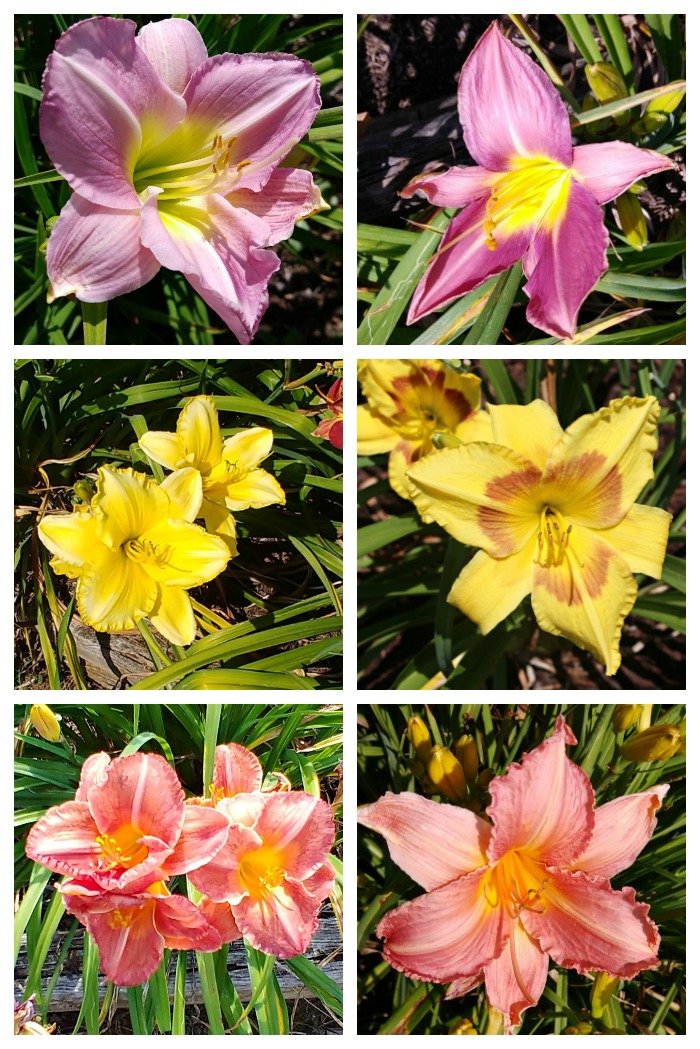 The daylilies at Wildwood Farms come in all kinds of colors