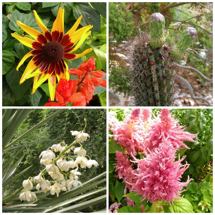 Foellinger-Freimann Botanical Conservatory – Indoor Botanical Gardens in Fort Wayne, Indiana