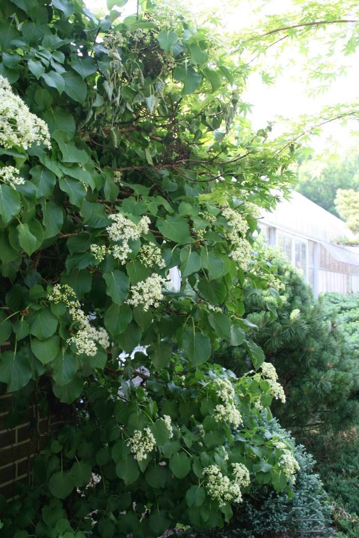 Climbing hydrangeas can grow to 60 feet tall.