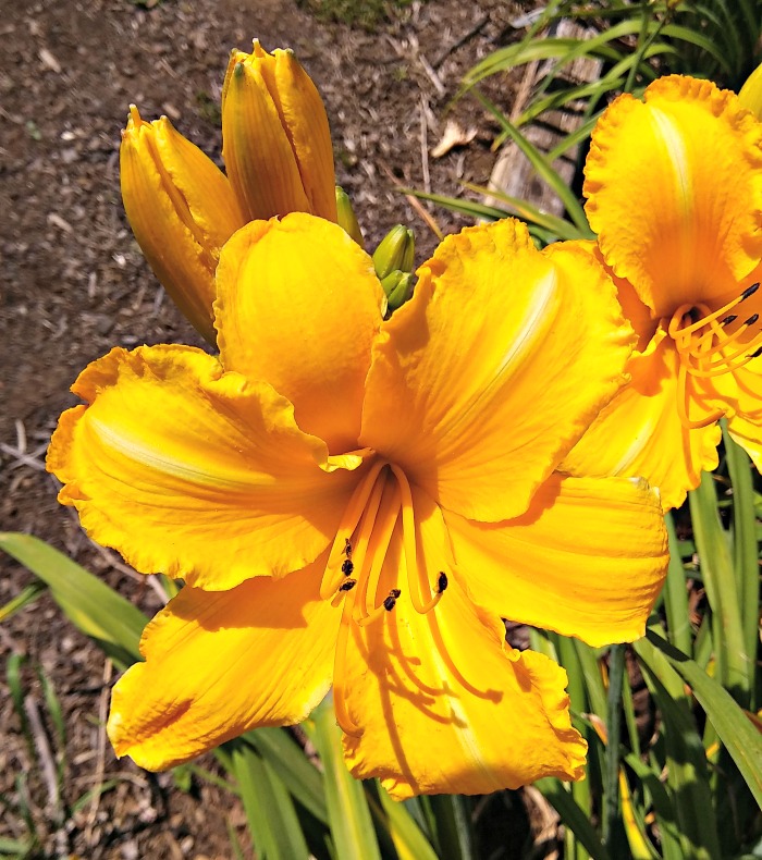 Mary's Gold Daylily