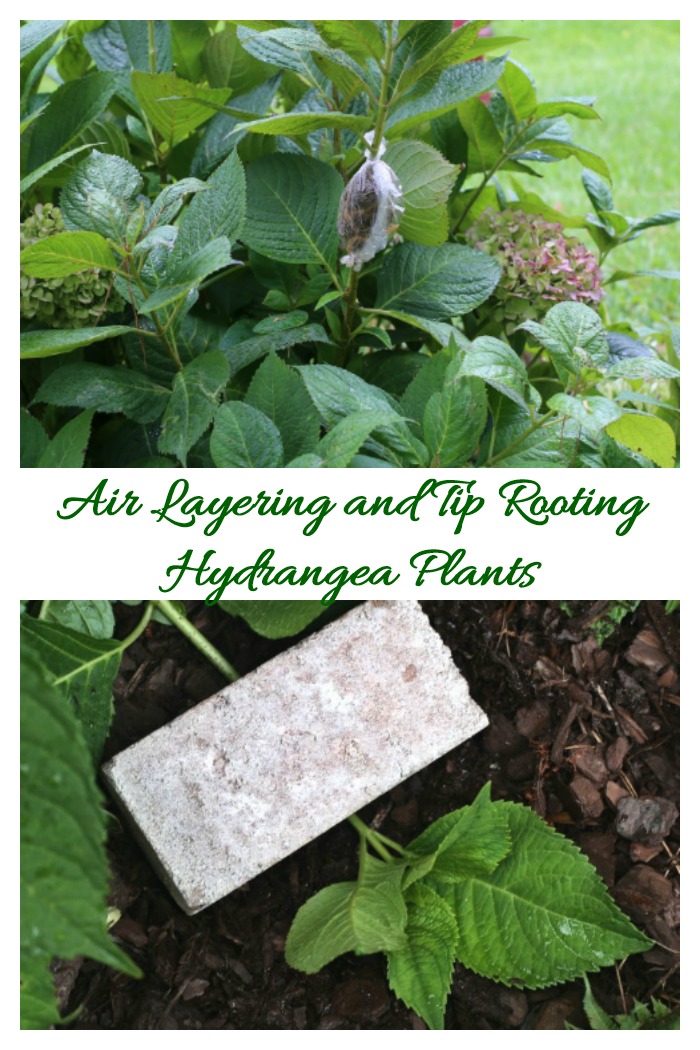 Air layer and tip rooting are methods of propagation where the cutting remains attached to the plant.
