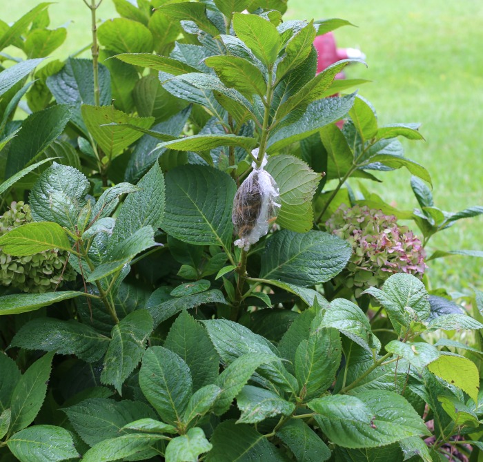 Air layering hydrangeas is an easy and fool proof way of propagating hydrangeas