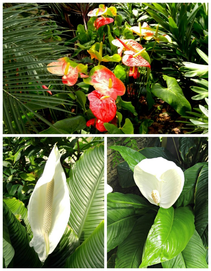 anthuriums in flower Anthuriums in flower