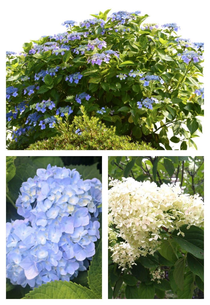 big hydrangea plants