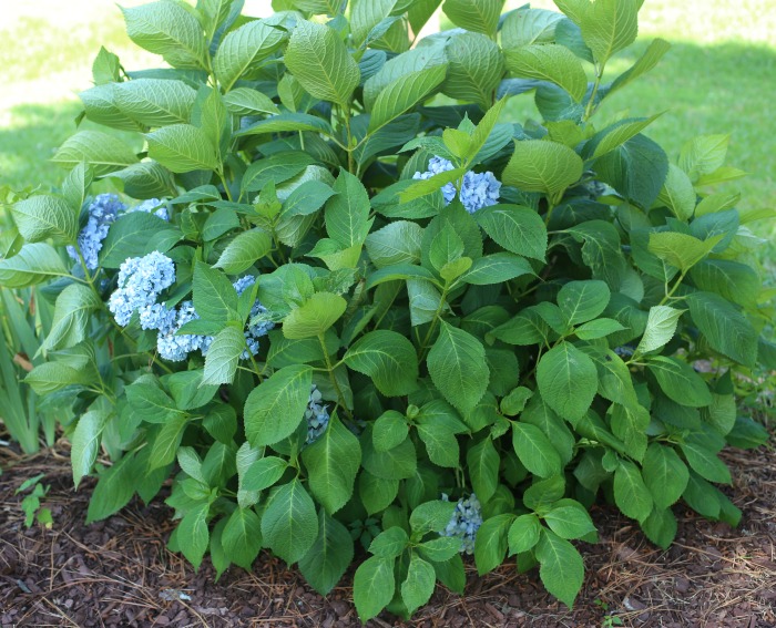 Big leaf hydrangea