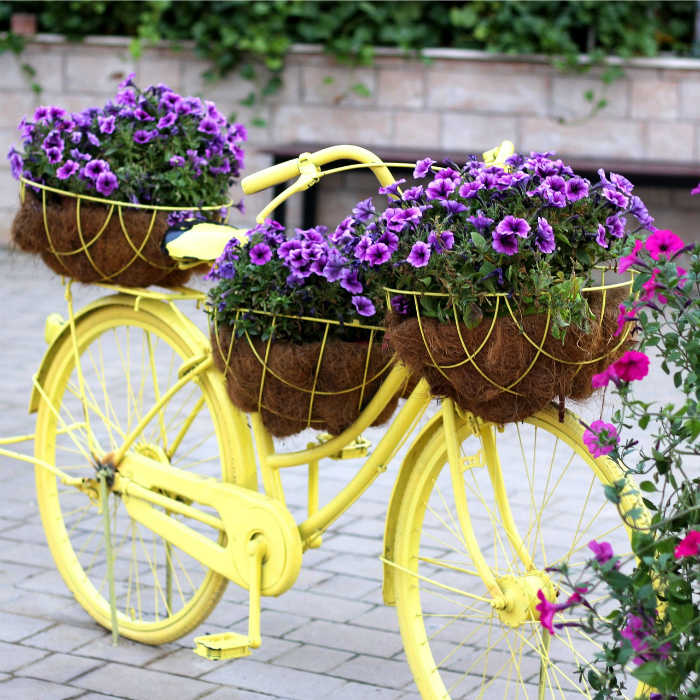 Yellow bicycle planter Yellow bicycle with planter baskets and purple flowers.