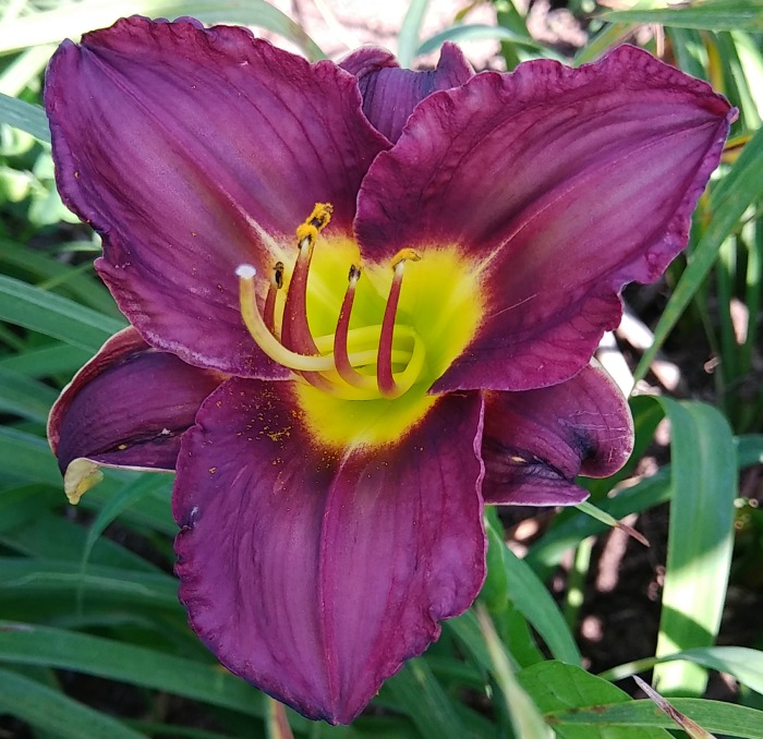 Black Briar Bay daylily