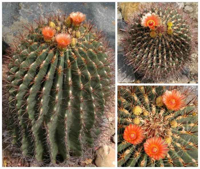 Fish hook barrel cactus in flower