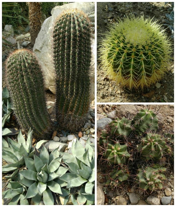 barrel cactus, golden barrel cactus and claret cup cactus Cactus plants in the desert garden