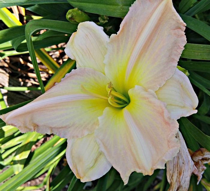 Cameron Quantz daylily