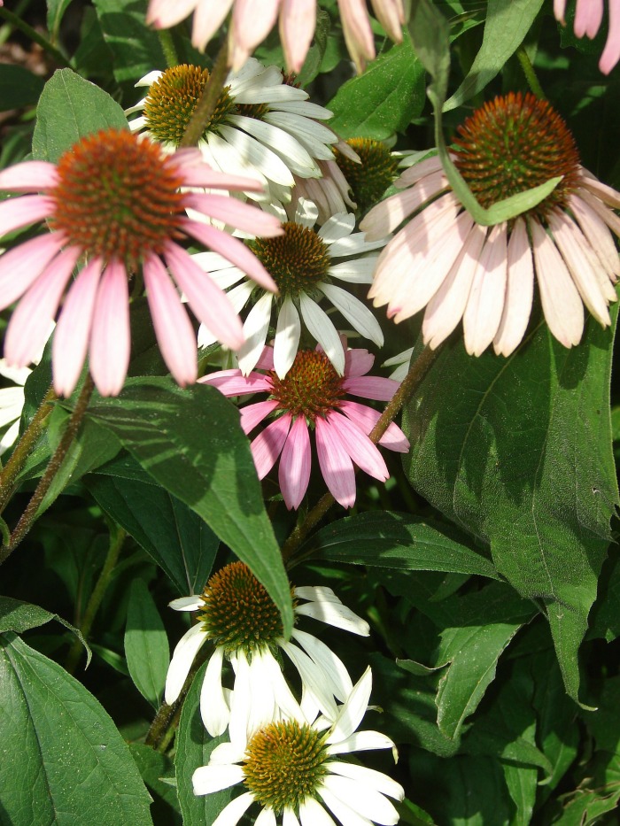 Caring for coneflowers