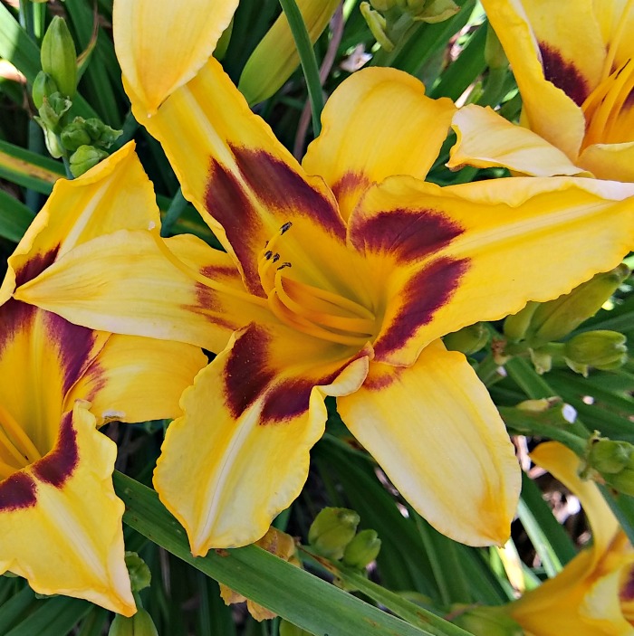 Centerpiece Daylily