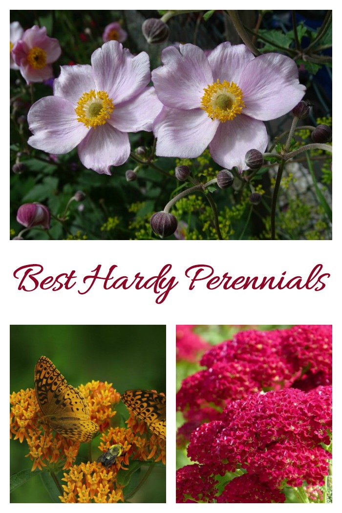 best hard perennials Japanese anemone, milk week and yarrow with words Best hardy perennials.