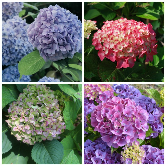 Hydrangea Care – Tips for Growing & Propagating Hydrangea Bushes