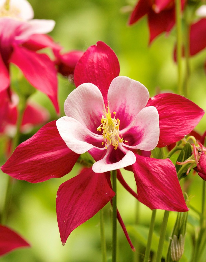 orange and pink columbine flowers Columbine flower