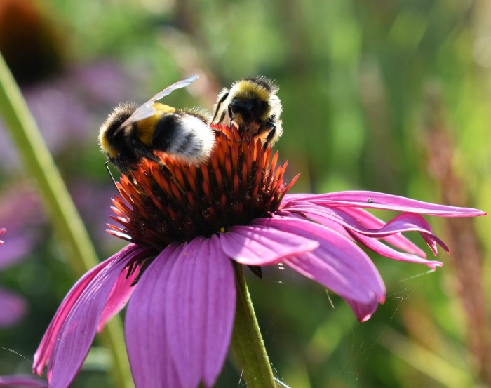 Bees love the coneflower heads