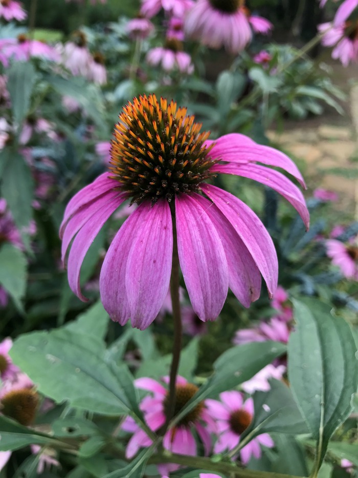 Growing echinacea is easy since the plant is quite drought tolerant