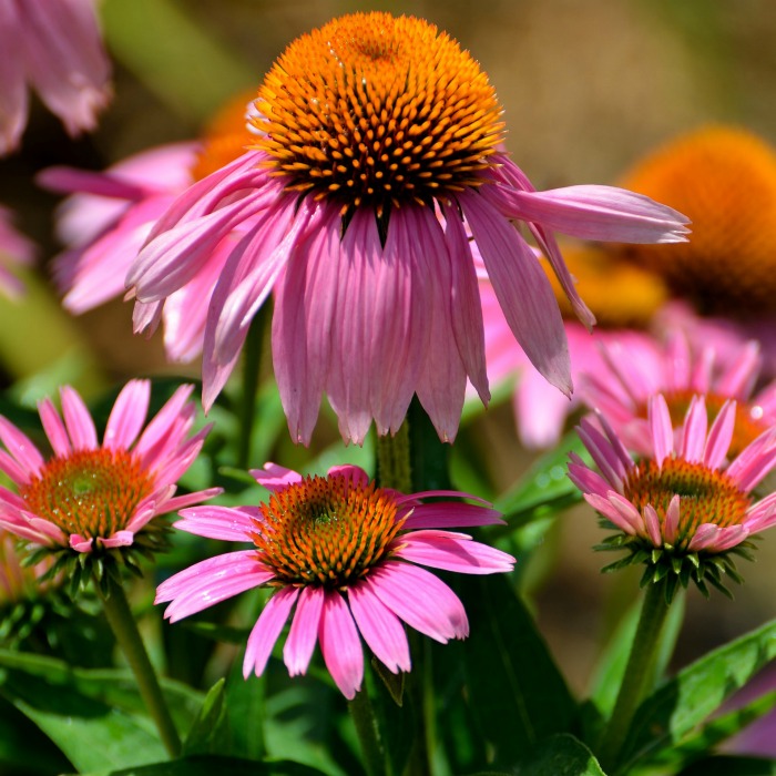 Growing Echinacea – How to Care for Purple Coneflowers