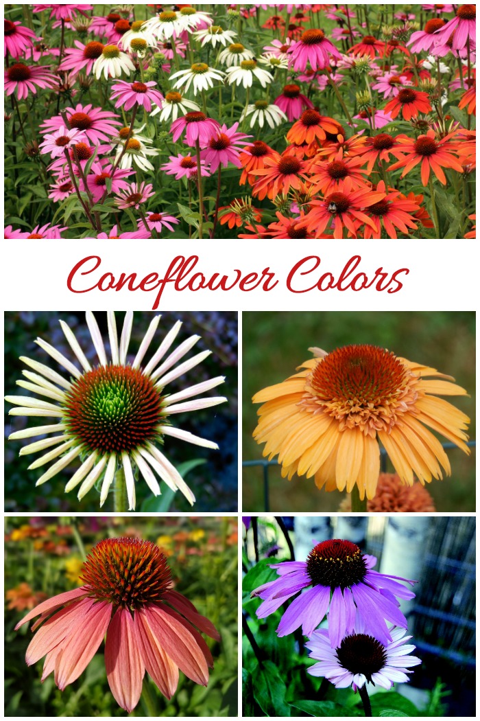 Coneflowers come in many different colors even though the common name for echinacea is "purple coneflower."
