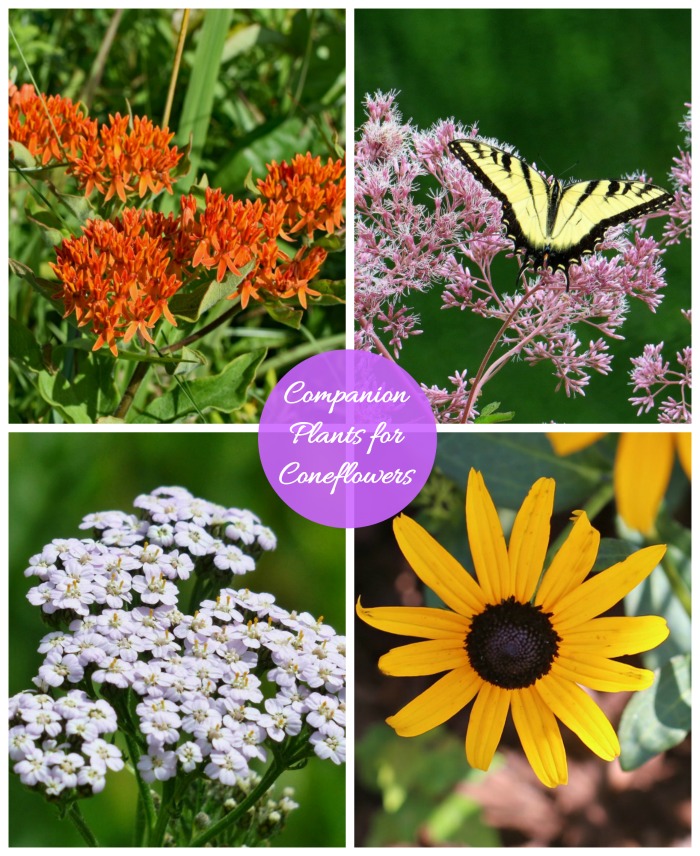 Companion plants for coneflowers
