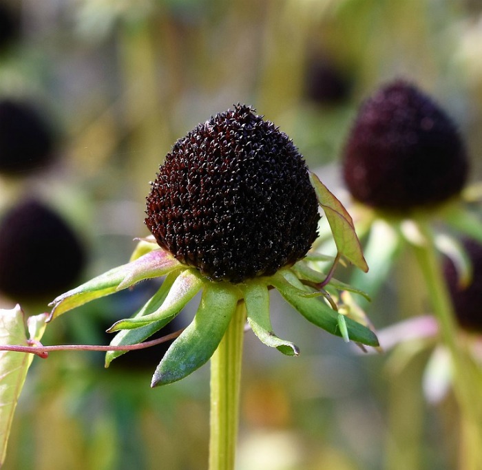 Coneflower seeds
