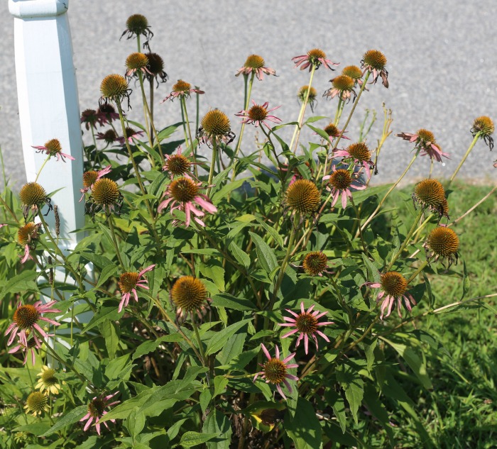 Pruning coneflowers later in the growing season by 1/3 can give a second round of flowers