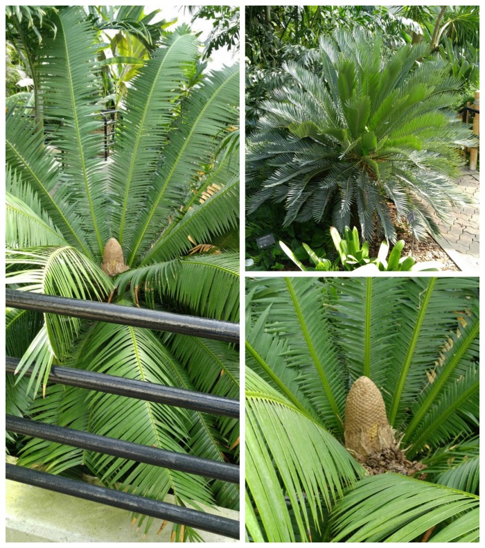 cycads Cycads in the tropical gardens of the Foellinger-Freimann Botanical Conservatory
