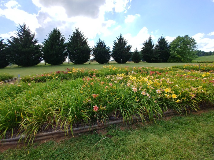 Daylily Garden - Wildwood Farms, Floyd Virginia