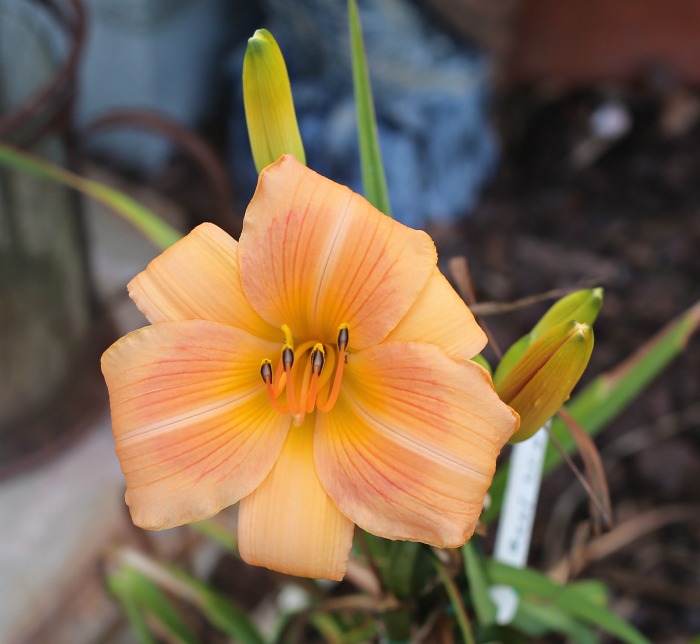 Real Wind Daylily
