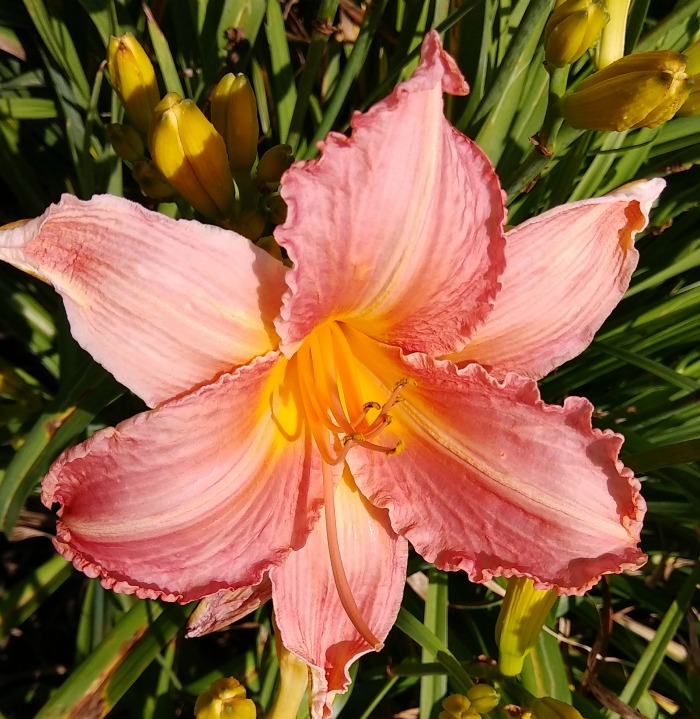 Decatur Captivation Daylily