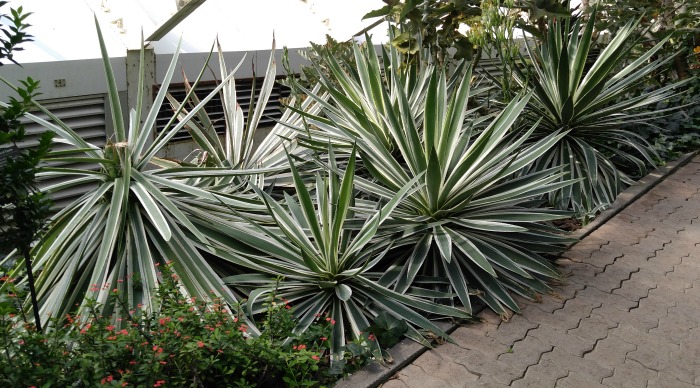 agave plants Agave pathway