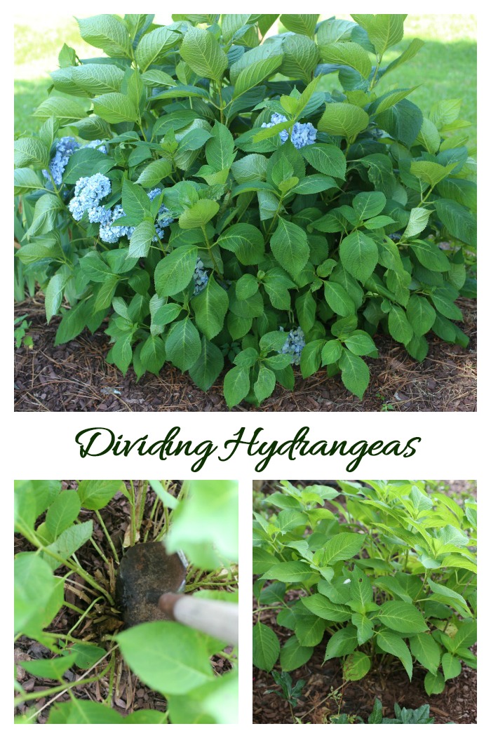 Divide hydrangeas when they outgrow their garden spot