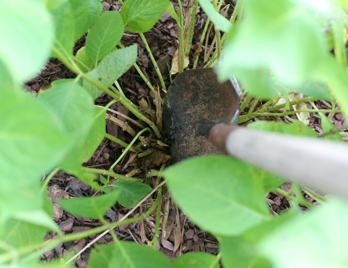 dividing hydrangeas
